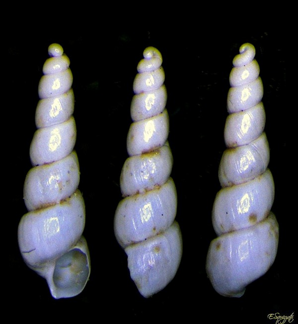 Bacteridium o una Ebala